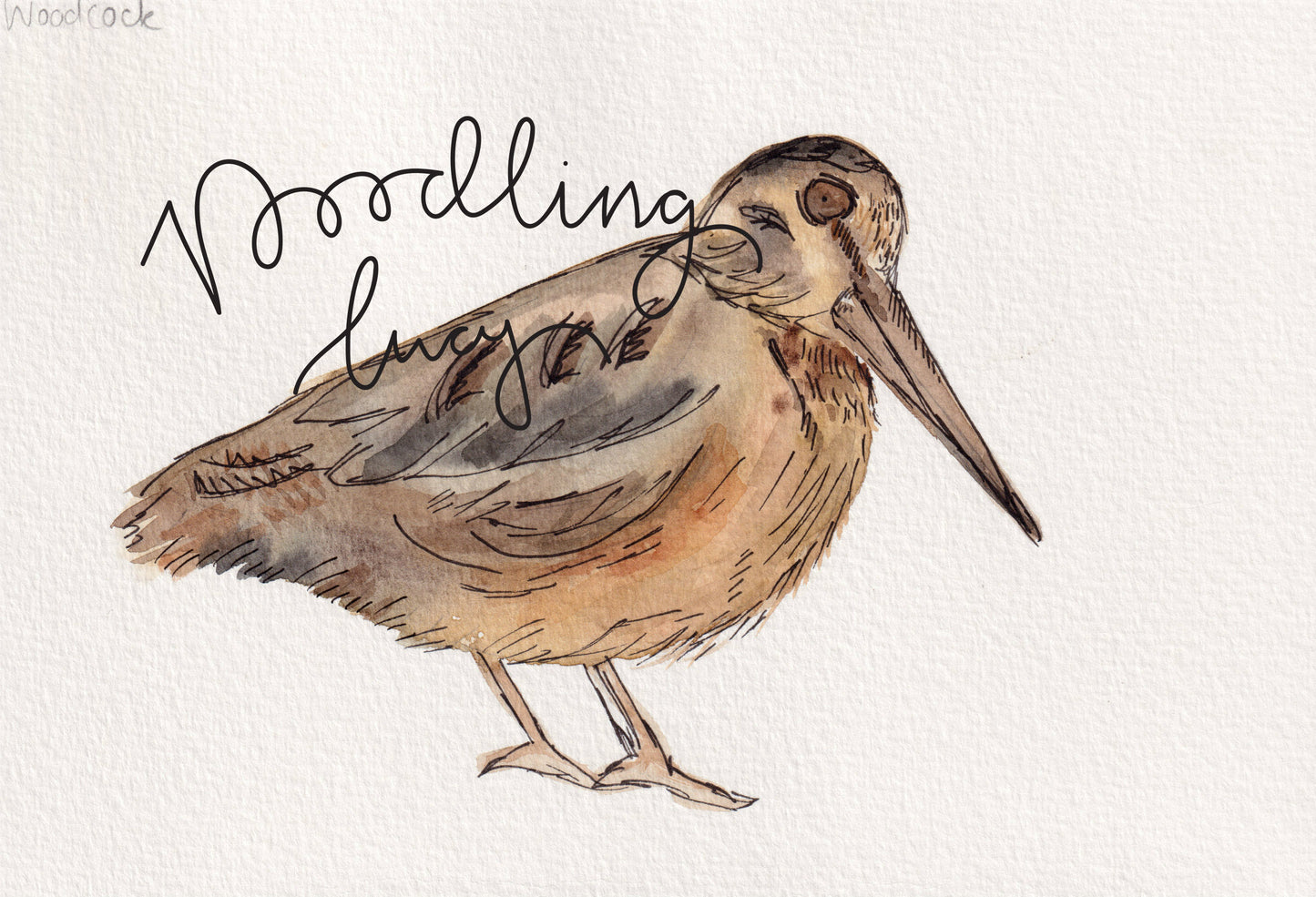 Woodcock A5 Original Illustration