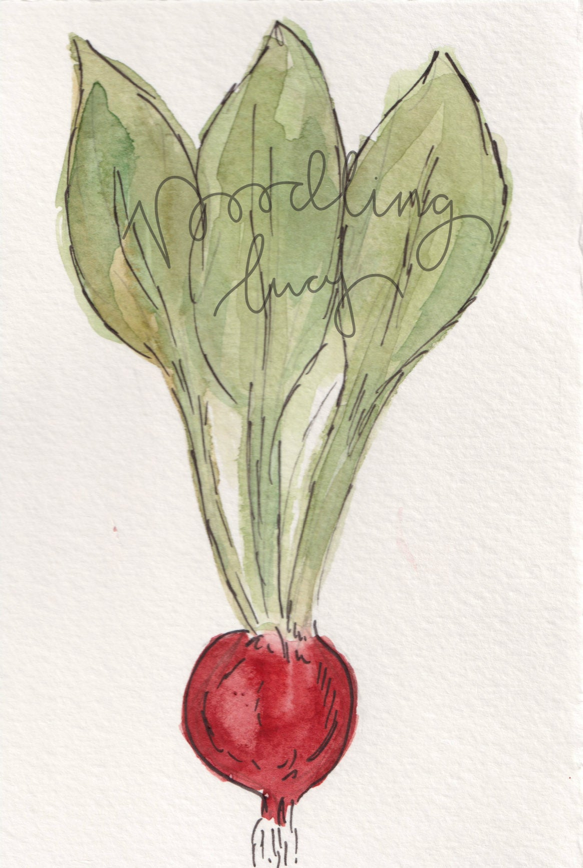 Radish A6 Original Illustration