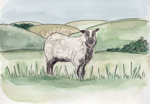 Badger Face Welsh Mountain Sheep Original Watercolour A5
