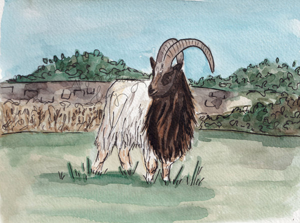 Bagot Goat A5 Original Watercolour