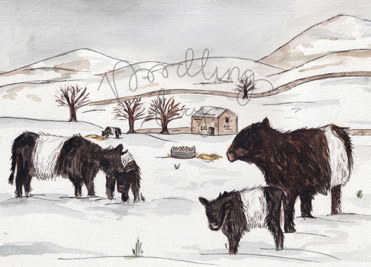 Charity Belted Galloway Snowy A4 Art Print