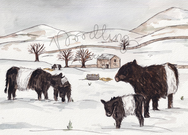 Belted Galloway Snowy A4 Art Print