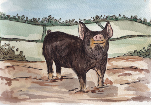 Berkshire Pig A5 Original Watercolour