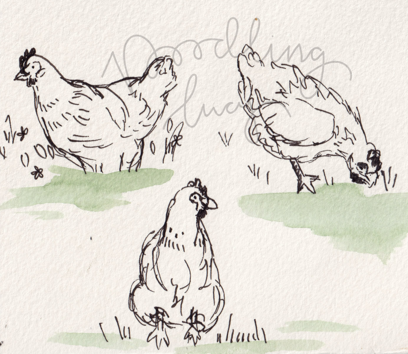 Chicken Sketch A6 Original Illustration