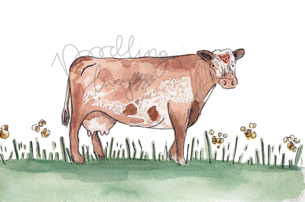 Dairy Shorthorn A5 Original Watercolour