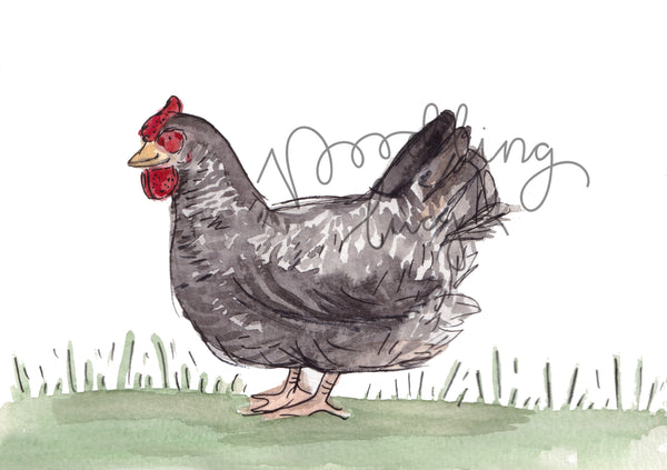 Dorking Chicken A5 Watercolour Original Watercolour