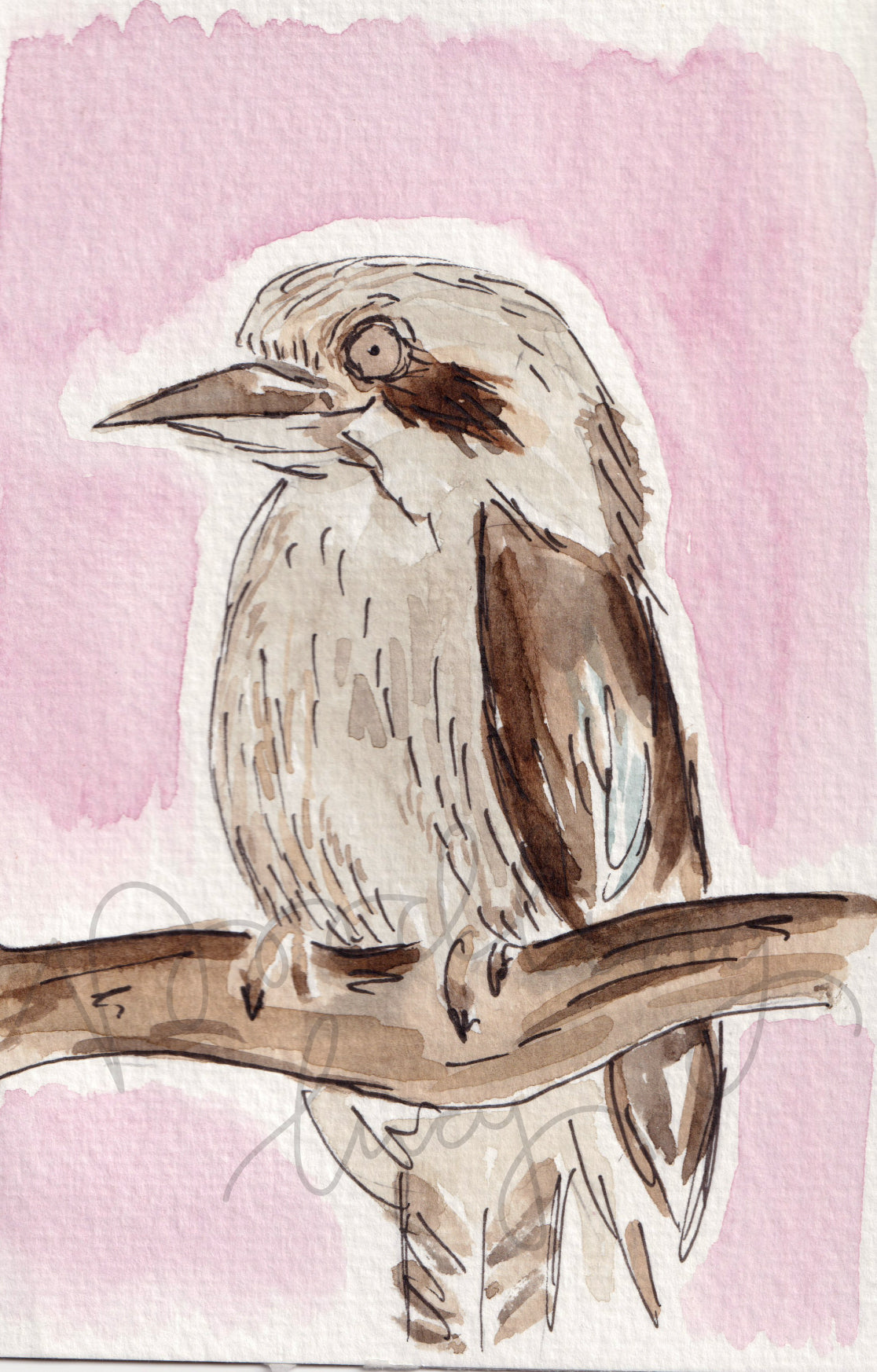 Kookaburra A6 Original Illustration