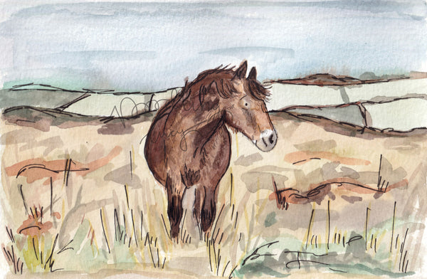 Exmoor Pony Original Watercolour A5