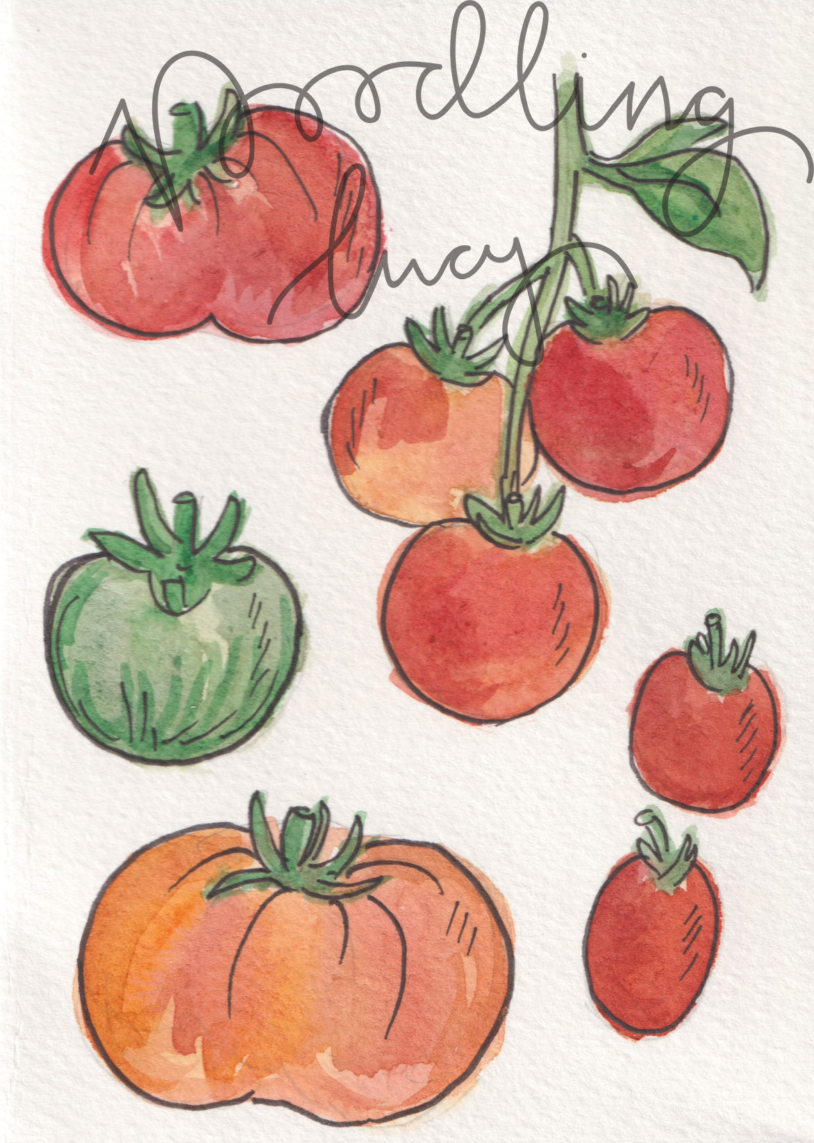 Tomato Varieties A6 Original Illustration