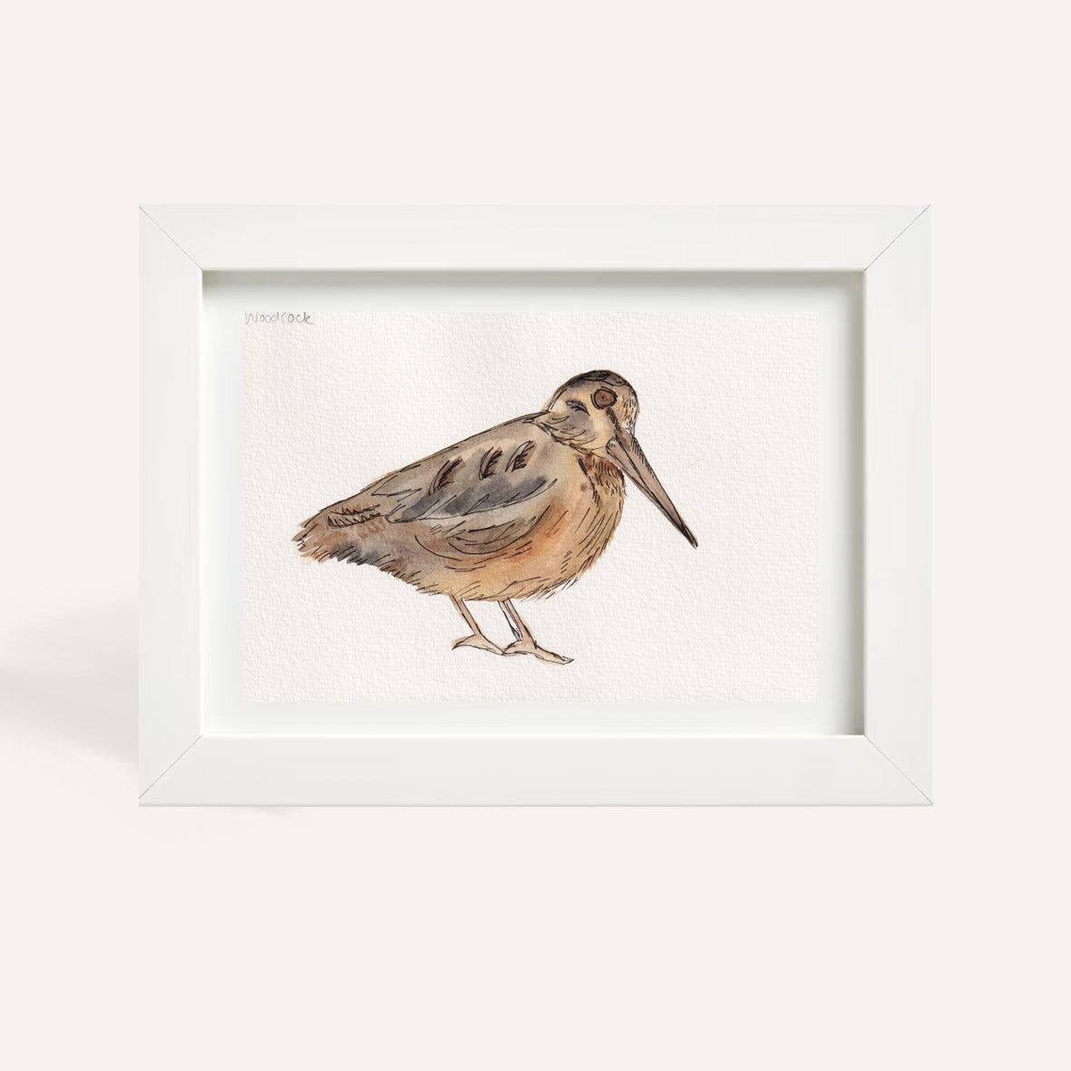 Woodcock A5 Original Illustration